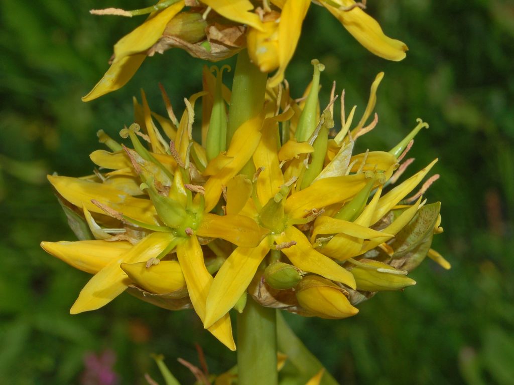 Gentiana lutea / Genziana maggiore